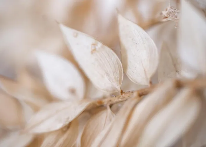 La De Rose En Bord De 別荘 *