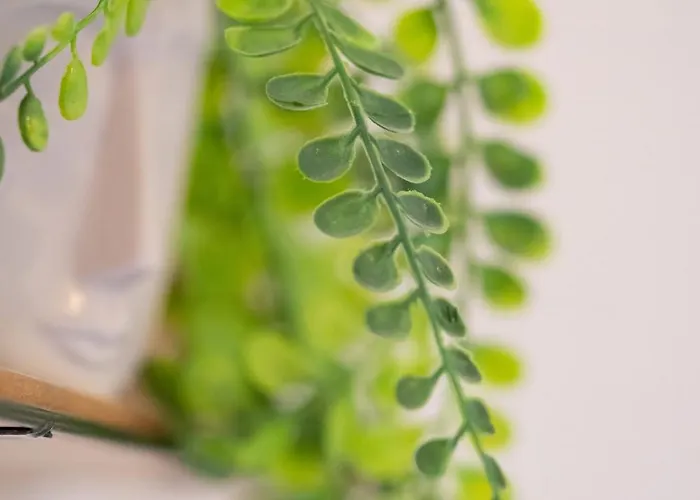 La De Rose En Bord De * Le Barcarès